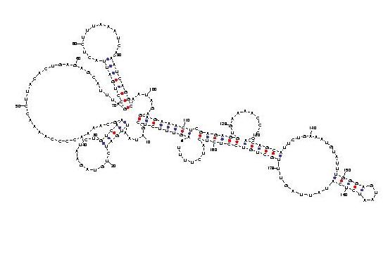 telomerase2