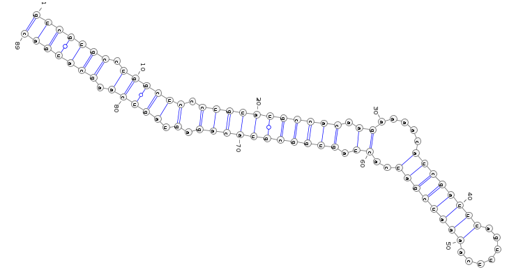 The stemloop structure of the miRNA precursor